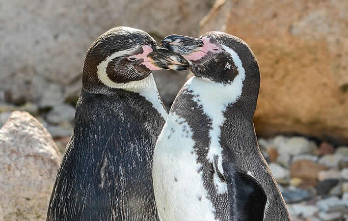 Humboldt-Pinguine in Peru