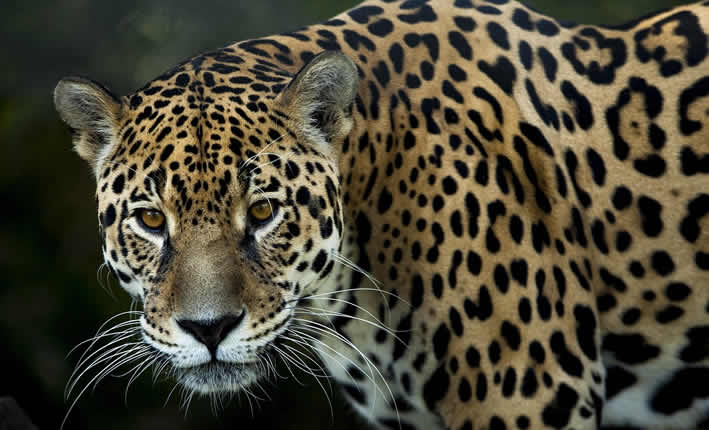 Jaguar im peruanischen Amazonas