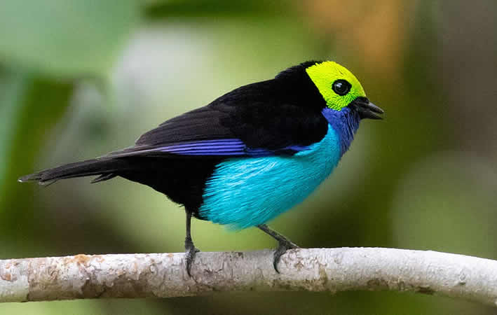 Paradise Tanager im Amazonasgebiet von Peru