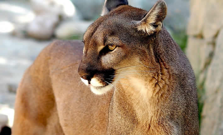 Puma (wissenschaftlich Puma concolor) 