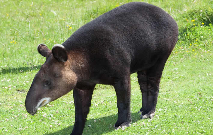 Amazonas-Tapir (Iquitos und Umgebung)