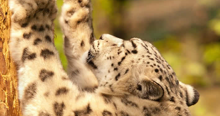 Die faszinierende Tierwelt Perus