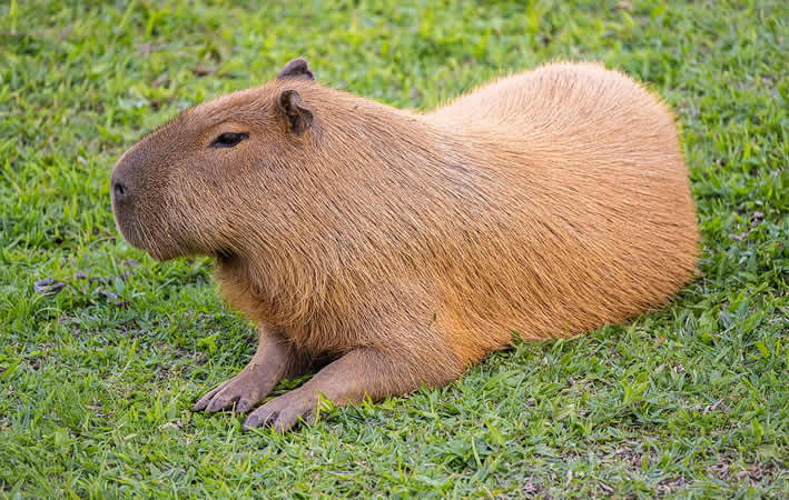 Wasserschwein (Capybara) (Pacaya-Samiria)