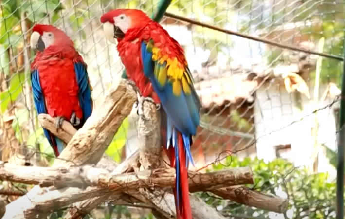 La Totorilla Zoo – Ein Naturparadies in Ayacucho