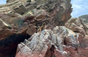 Von Ica/Huacachina: Ballestas‑Inseln & Paracas‑Reservat