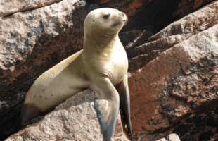 Ballestas‑Inseln & Paracas Nationalreservat ab Paracas