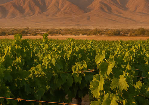 Peruanischer Wein – Entdeckung einer verborgenen Genusskultur Peruanischer Wein – Entdeckung einer verborgenen Genusskultur