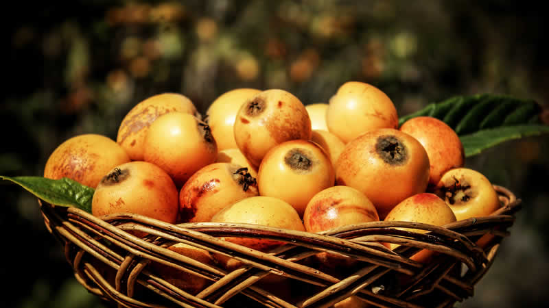 Festival del Níspero de Lunahuaná – Hommage an eine goldene Frucht