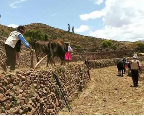 Pata Tarpuy Raymi – Fiesta de la siembra en las andenerías de Andamarca Pata Tarpuy Raymi – Fiesta de la siembra en las andenerías de Andamarca