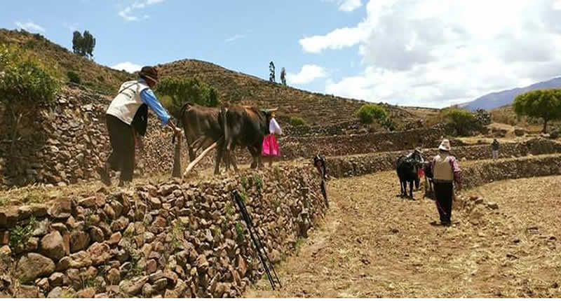 Pata Tarpuy Raymi – Fiesta de la siembra en las andenerías de Andamarca