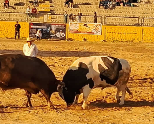 Pelea de toros en Arequipa – Tradición y cultura de los Andes