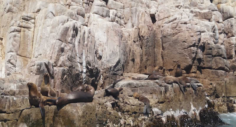 Tierwelt: Von Humboldt-Pinguinen bis Delfinen