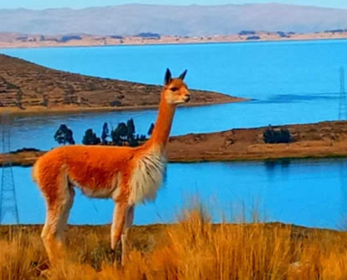 Archipel Wiñaymarca: Zehn Inseln im „Ewigen See“ des Titicacasees Archipel Wiñaymarca: Zehn Inseln im „Ewigen See“ des Titicacasees