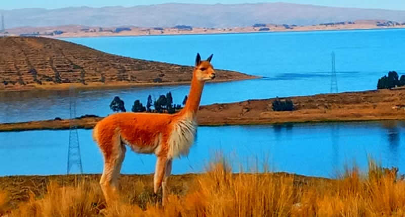 Archipel Wiñaymarca: Zehn Inseln im „Ewigen See“ des Titicacasees