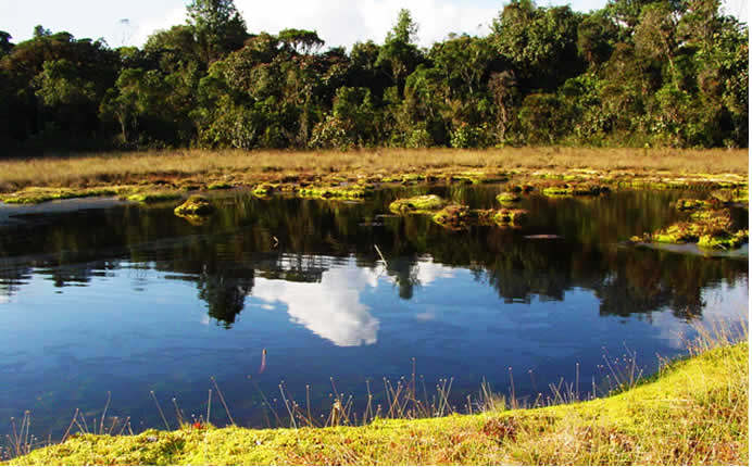 Geschützter Yunga-Nebelwald auf 2.400 Metern Höhe
