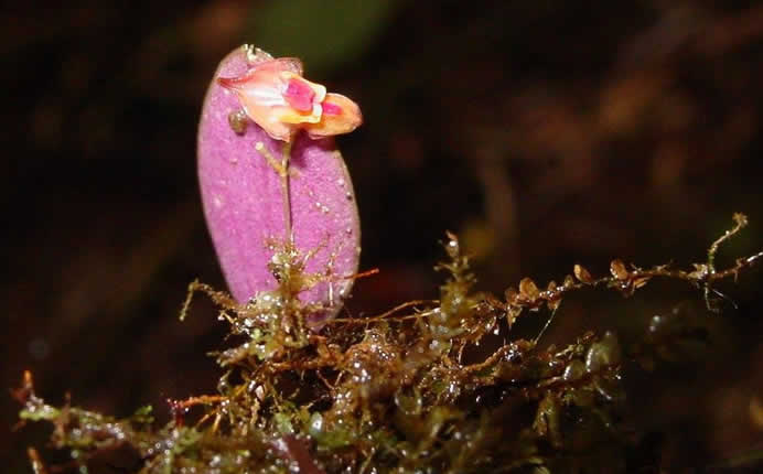 Fauna: Vögel, Reptilien und der Andenbär