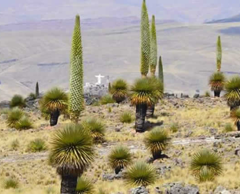 Bosque de Puyas de Bellavista: el bosque de velas gigantes de los Andes