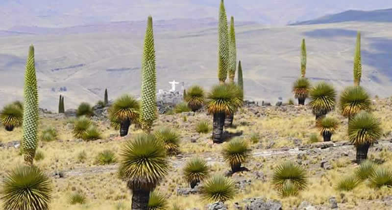 Bosque de Puyas de Bellavista: el bosque de velas gigantes de los Andes