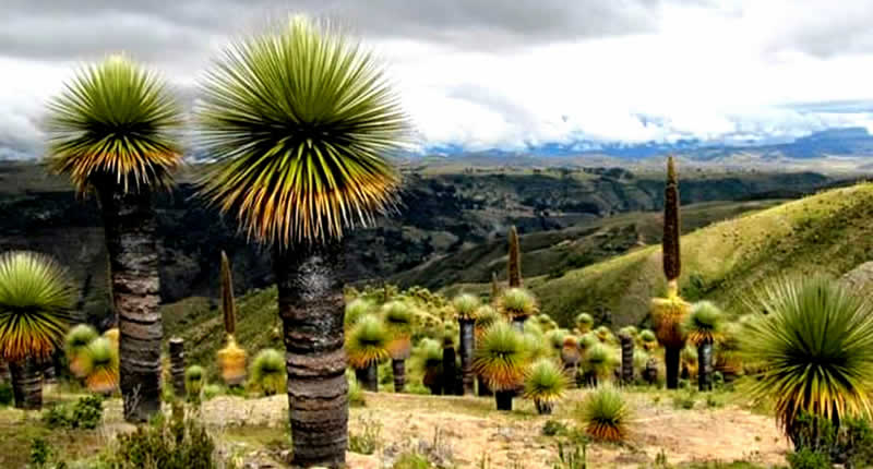 Bosque de Puyas de Raimondi en Bellavista, provincia de San Antonio de Putina