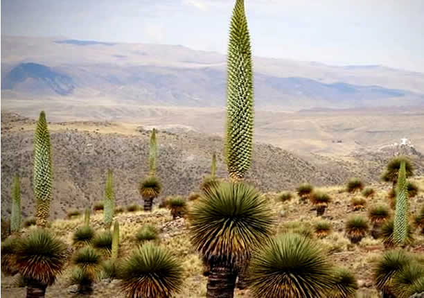Puya, también llamada reina de los Andes