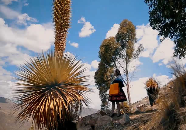 Puya de 4 metros de altura