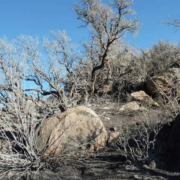 Bosque de Queñuas de Cara Cara – Bosque de polylepis altoandino cerca de Lampa Bosque de Queñuas de Cara Cara – Bosque de polylepis altoandino cerca de Lampa
