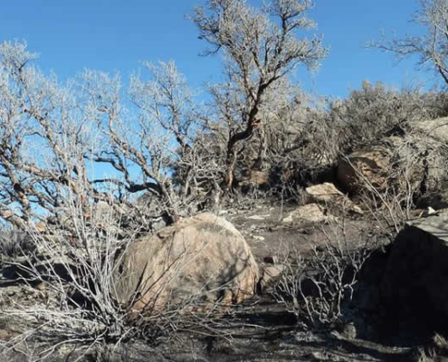 Bosque de Queñuas de Cara Cara – Hochandiner Polylepis-Wald bei Lampa Bosque de Queñuas de Cara Cara – Hochandiner Polylepis-Wald bei Lampa