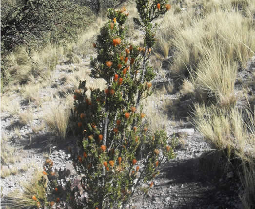 Queñua-Wald von Cara Cara bei Lampa im Hochland von Puno