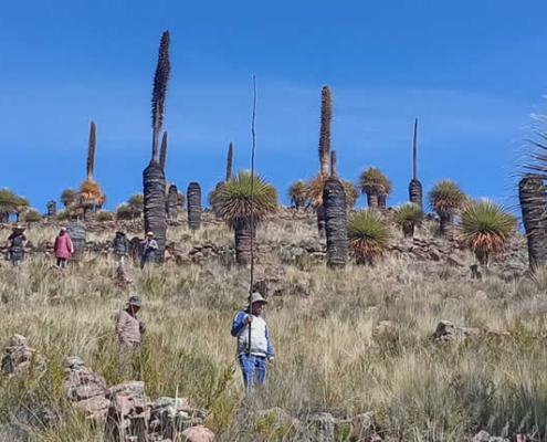 Bosque de Rodales de Puya de Choqueline – Titanenpflanzen im Hochland von Huancané
