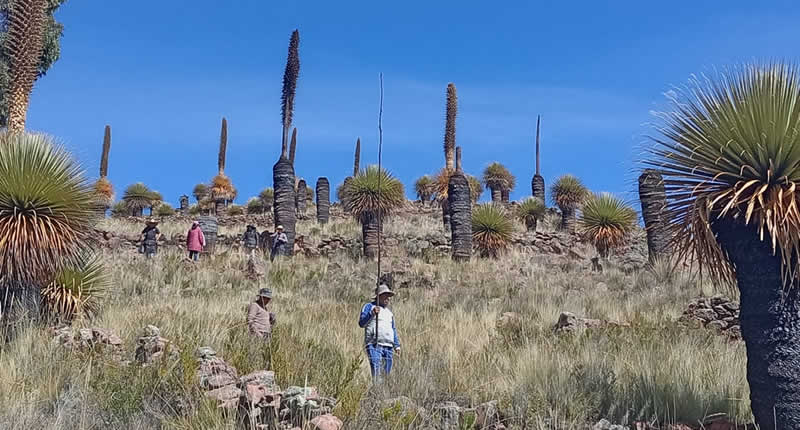 Bosque de Rodales de Puya de Choqueline – Titanenpflanzen im Hochland von Huancané