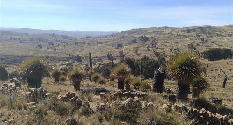 Naturwald aus Puya raimondii im Altiplano von Puno