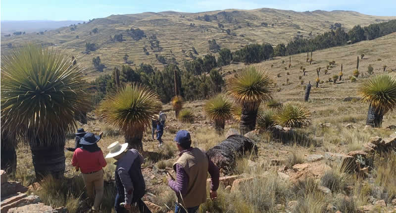 Bosque de rodales de Puya de Choqueline im Altiplano von Huancané