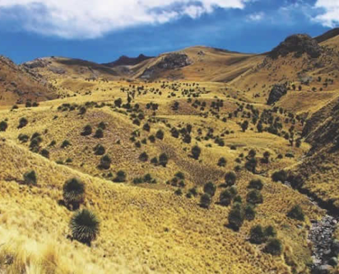 Bosque de Rodales de Puyas de Tarucani – Titanka-Landschaft bei Ayaviri