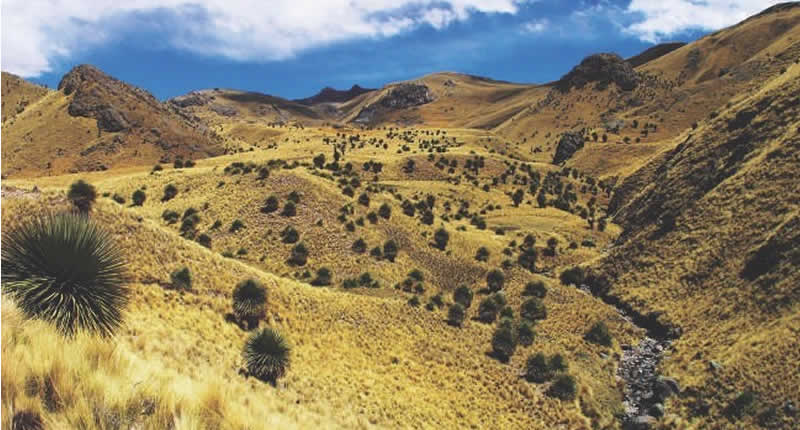 Bosque de Rodales de Puyas de Tarucani – Titanka-Landschaft bei Ayaviri