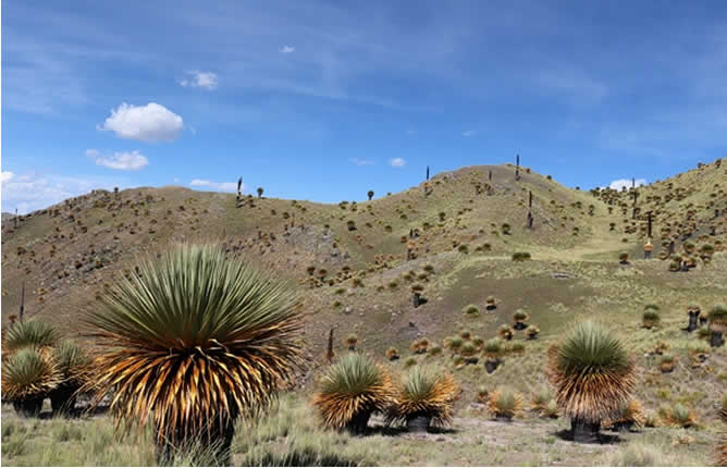 Hochandiner Puya-de-Raimondi-Wald westlich von Tinajani
