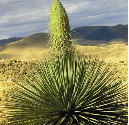 Bosque de rodales de Puyas de Tarucani bei Ayaviri im Hochland von Puno