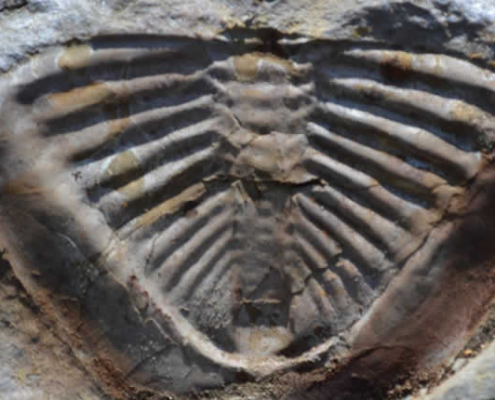 Fossilien von Taraco – Meerestiere im Gestein des Altiplanos