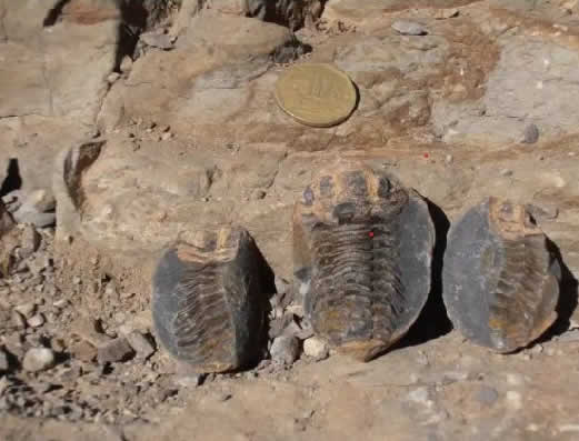 Meerestiere im Gestein