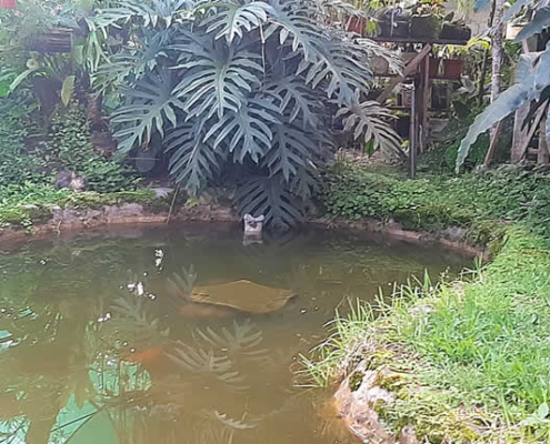 Jardín Botánico Los Ositos – Orchideen- und Pflanzenparadies in Villa Rica Jardín Botánico Los Ositos – Orchideen- und Pflanzenparadies in Villa Rica