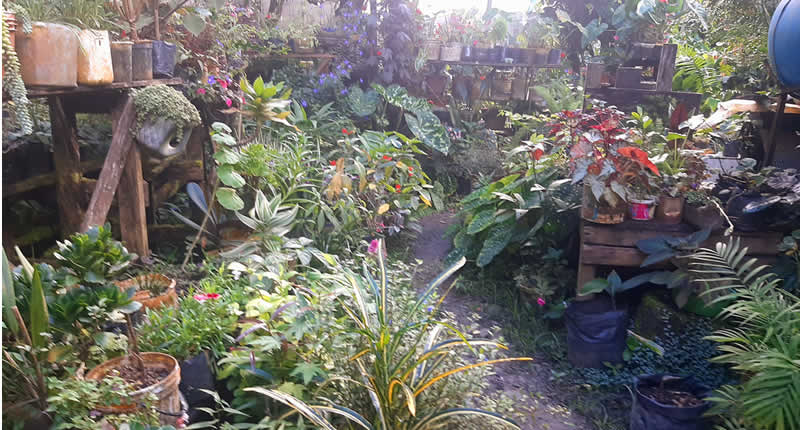 Pflanzenvielfalt und Orchideensammlung