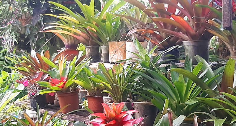 Zierpflanzen, Bäume und Wasserwelt