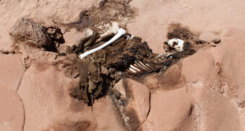 skelett in den Felsen