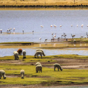 Laguna Lagunillas – Lago altoandino y paraíso de aves cerca de Santa Lucía