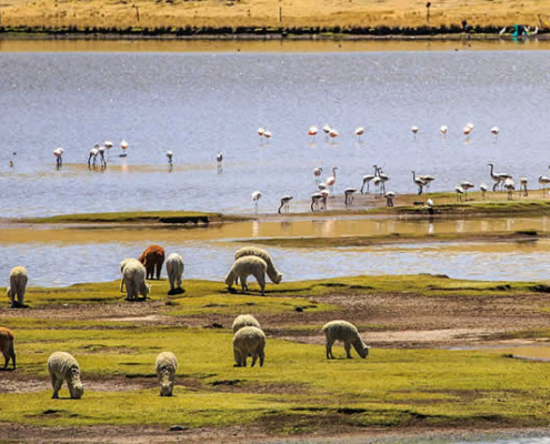 Laguna Lagunillas – Hochlandsee und Vogelparadies bei Santa Lucía Laguna Lagunillas – Hochlandsee und Vogelparadies bei Santa Lucía