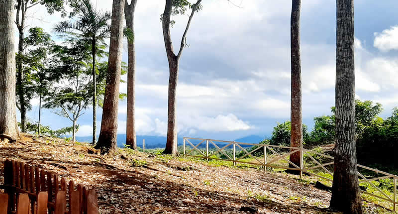 Aussichtspunkt im Wald