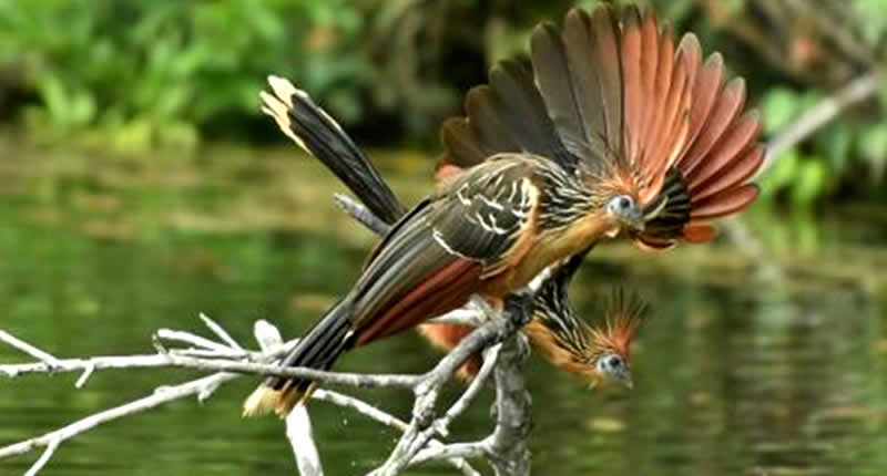 Der Nationalpark Bahuaja Sonene ist ein Paradies für Birdwatcher