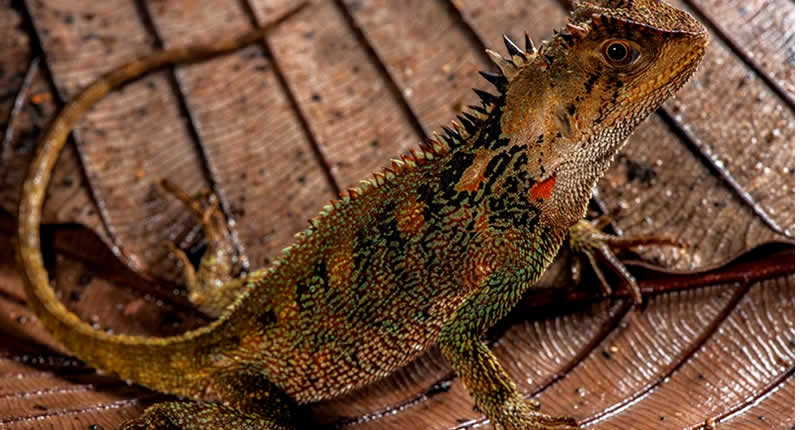 Salamander im Bahuaja Sonene