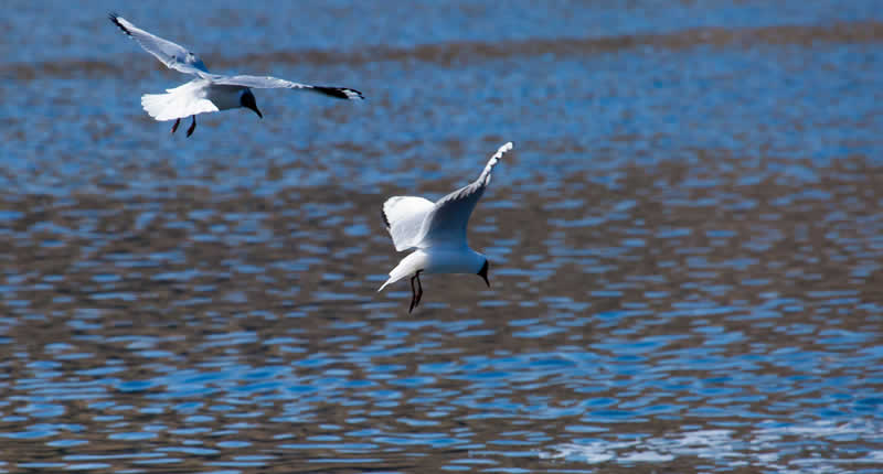 Natur- und Tierbeobachtung