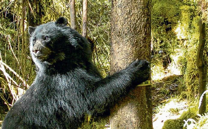 Oso de anteojos en la Reserva de Biosfera Oxapampa-Asháninka-Yánesha