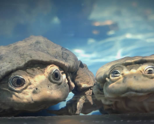 Piscicultura en Chucuito: centro de crianza de truchas a orillas del lago Titicaca Piscicultura en Chucuito: centro de crianza de truchas a orillas del lago Titicaca